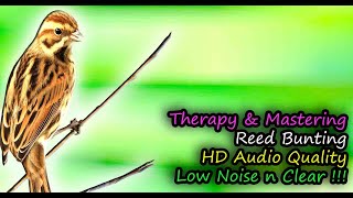 Reed Bunting Song (Emberiza schoeniclus) HD Audio for Therapy  & Bird Mastering