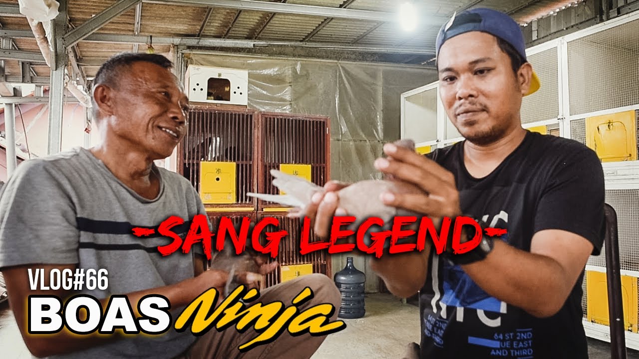 BOAS NINJA PART 1 - INILAH SANG LEGENDA MERPATI HAJI AGUS BOAS