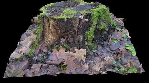 Photorealistic 3D model - Tree stump