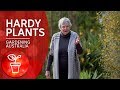 Hardy plants for an Australian summer