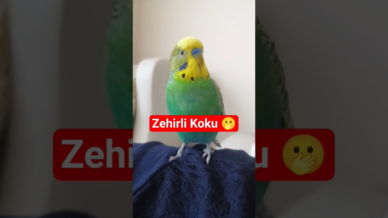 Bu Koku Kuşları Neden Çıldırtıyor? Evde Sakın Bunu Kullanmayın! ❌🧴 #talkingparot #birdsong #birds