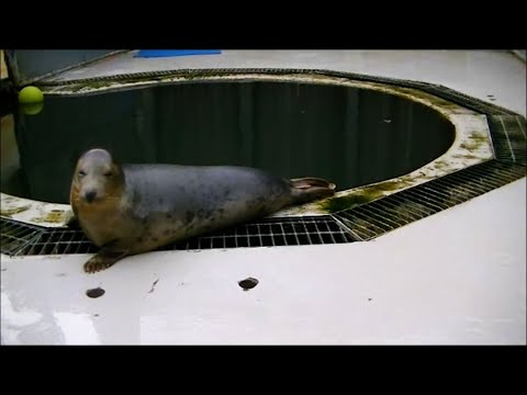 UK study shows seals copying human voice, singing