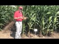 Corn:  Row and Plant Spacing for Better Yeild