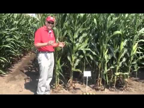 corn row and plant spacing for better yeild youtube corn spacing