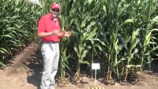 Corn:  Row and Plant Spacing for Better Yield