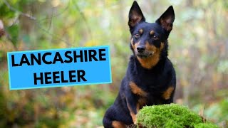 Lancashire Heeler  TOP 10 Interesting Facts