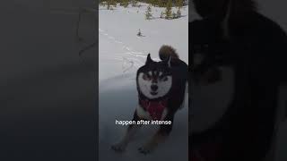 Zoomies are not always about happiness. #DogBodyLanguage #DogCommunication #Zoomies