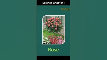 CBSE Science 2 - Chapter 1 - Types of Plants #cbse #class2 #grade2 #science