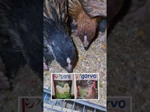 تجربتنا مع اعلاف كارفو الهولندي للدجاج و للدواجن بصورة عامة