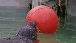 ゼニガタアザラシの赤ちゃん 浮き玉遊び~Harbor Seal Baby is playing