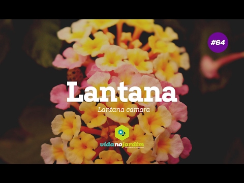 Vídeo: Rega de plantas Lantana: quanta água as plantas Lantana precisam