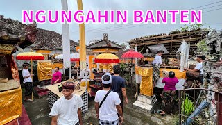 NGUNGAHIN BANTEN‼️Di Merajan | Buda Cemeng Klawu | Piodalan Rambut Sedana
