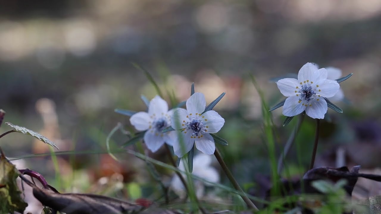 2026 2　セツブンソウ