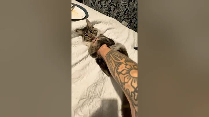 Video 11113511: coon mainecoon kitten cat, mains coon cat mainecoon, mainecoon cat kitten cute, mainecoon cat kitten funny