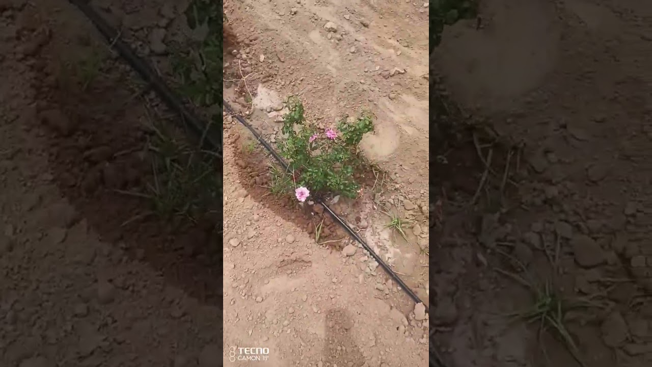 🌲Drip irrigation 🥒🌽