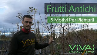 FRUTTI ANTICHI: 5 MOTIVI PER PIANTARLI