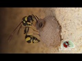 CURIOSIDAD: avispa alfarera haciendo nido -  CURIOSITY: Potter wasp building the nest