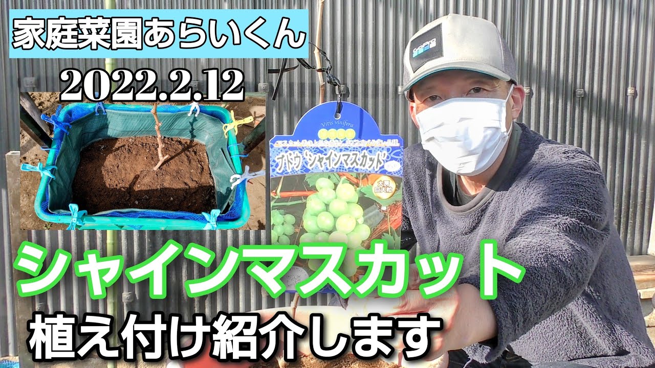 【シャインマスカット】第６１回、シャインマスカット植え付け【コンテナ栽培】
