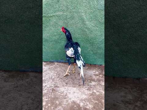 أفضل جودة ديك أسيل  طيور دجاج أسيلمورجا ديك