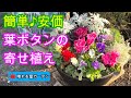 簡単♪安価♪葉ボタンの寄せ植え