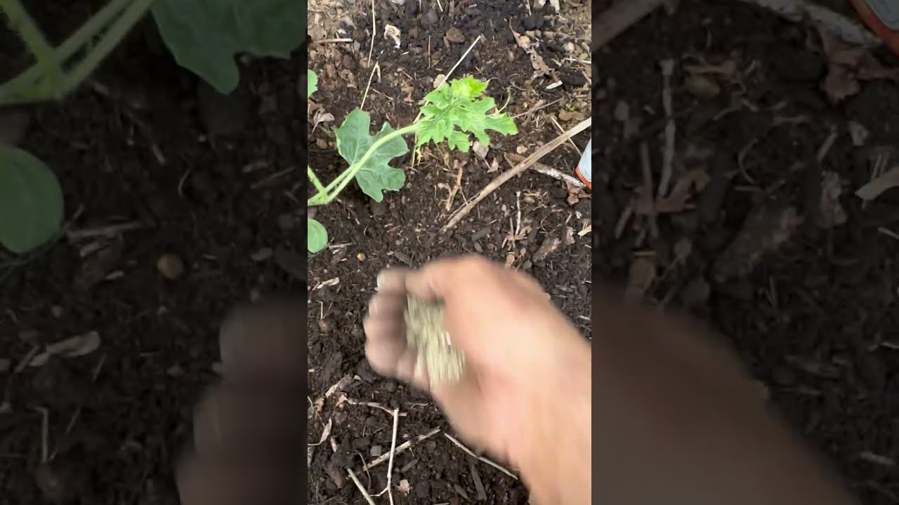 How I Use Organic Fertiliser On 