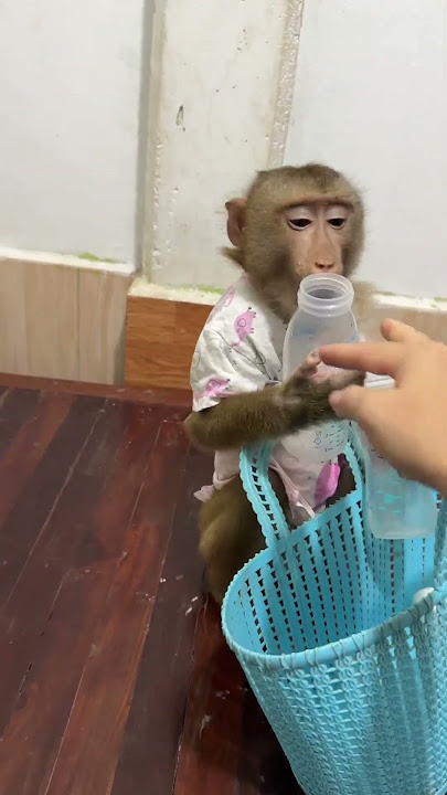 Get your bottle boy #youtubeshorts #monkey #viralvideos #viralreels