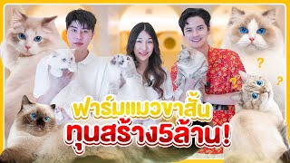 ลงทุนซื้อบ้าน5ล้านให้แมวอยู่!? ฟาร์มแมวนำเข้า มั้นช์กิ้นขาสั้น No.1 ในไทย | ติดเต๋า