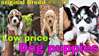 low price dog puppies in Kolkata | cheap price dog puppy sale Kolkata #dog #dogforsale by pom Tv Love dog & (vlog) 165 views 3 months ago 5 minutes, 48 seconds