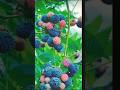 New Hybrid Fruits Farming 😱 | Kam Zameen Me Zyada Profit | Future Fruit Farming India #shorts