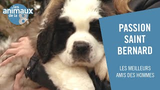 Bernard, le passionné de Saint-Bernard - Les Animaux de la 8