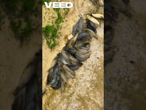 عجل البحر مخلوق المحيط المدهش