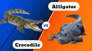 Crocodile VS Alligator - What's The Difference?