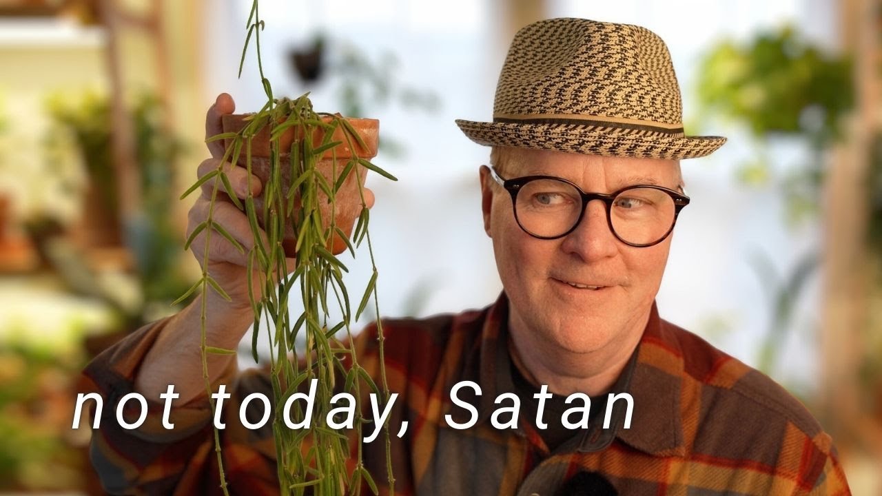 Неужели что-нибудь наконец-то убьёт мою хойю линейную?? 😈