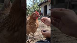 a little boy offers blueberries to a hen… and she knows exactly what to do 🫐🐔 a little boy offers blueberries to a hen… and she knows exactly what to do 🫐🐔