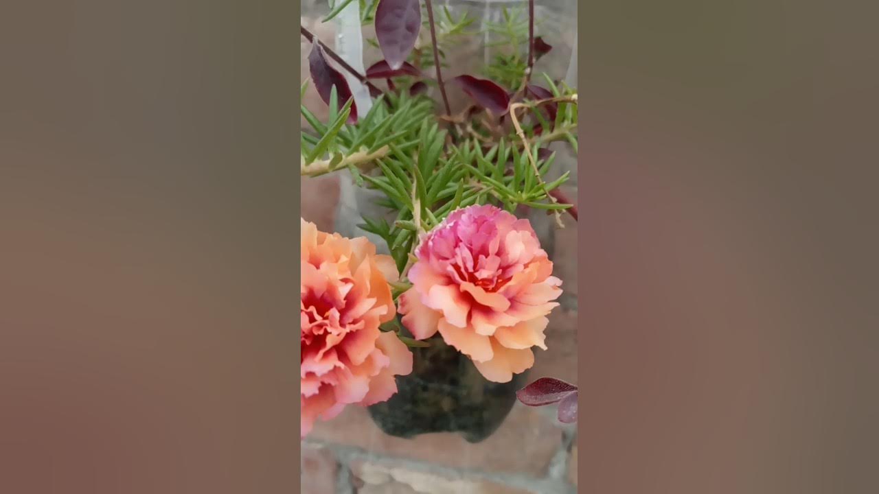 first Mose Rose blossoms #flowers #moserose #blossom - YouTube