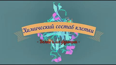 Белки и их роль  в организме