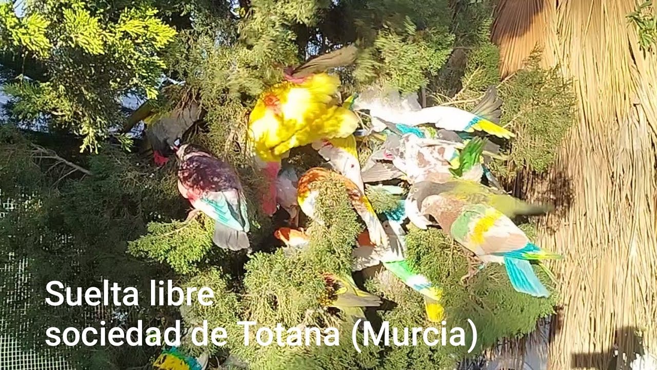 Suelta libre 24 de Enero     Sociedad Santiago Totana 
