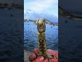 凄いのはパンチ力だけじゃなかった生き物、シャコ!