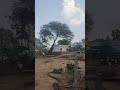 cutting tree 🌳🌳🌳🌳