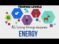 Trophic Levels Unveiled: Energy Flow in Ecosystems