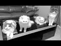 猫家族が別々に暮らすことになりました。