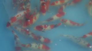 鯉池苑2021自產紅白+大正 20211123 1