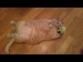 Janet loper   my cat simba working out  ab crunches