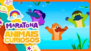 MARATONA ANIMAIS CURIOSOS 🐱❤️ O Show da Luna!