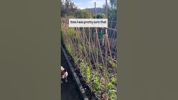 Pea trellis with string!