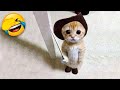 Funniest animals  best cats and dogss of 2023 