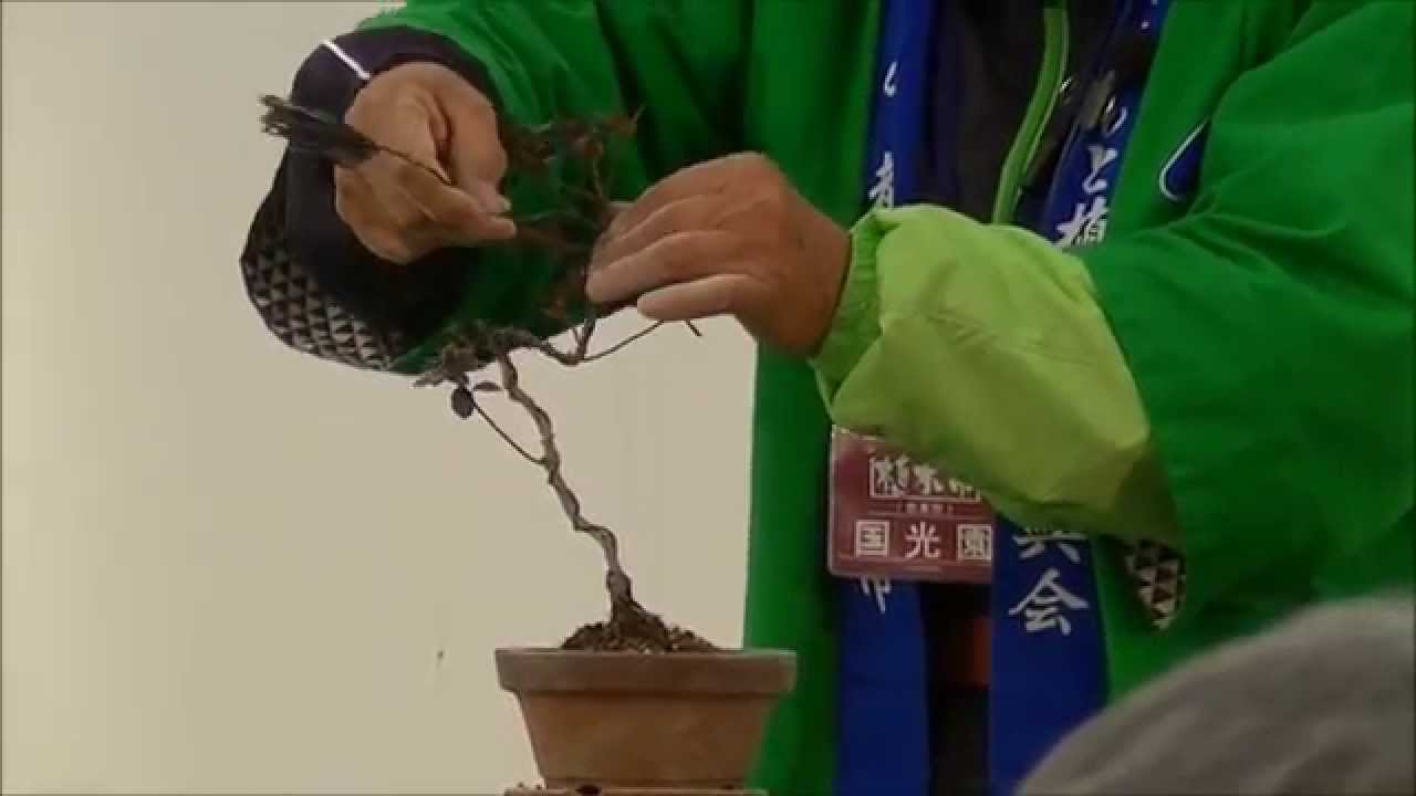 さつき盆栽の講習会 2鉢目 Making Satsuki Bonsai - YouTube