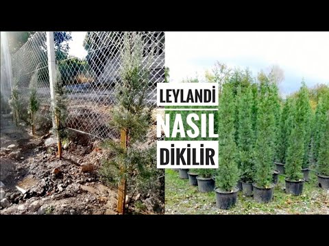 Leylandi ağacı nasıl dikilir. Leylandi  ağaç özellikleri. Leylandi bakımı  #tniyhouse