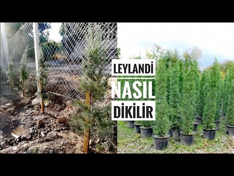 Video: Altın Renkli Selvi Bitkileri – Altın Leyland Ağacı Nedir?