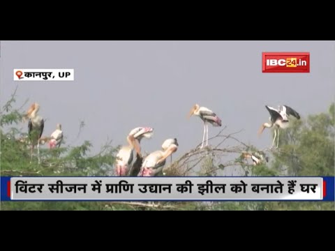 Kanpur Zoological Park पहुंच रहे Siberian Bird। पक्षियों को देखकर रोमांचित हो रहे सैलानी